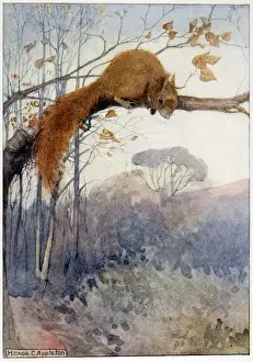 Squirrels Prints: Squirrel in Tree C1917
