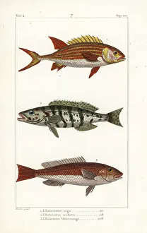 Germain Gallery: Squirrelfish, comber and redcoat