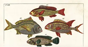 Gottlieb Prints: Squirrelfish, five-lined snapper, Torroto