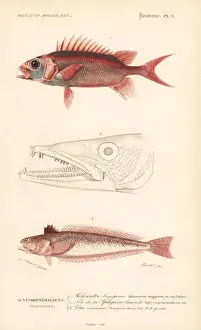 Dorbigny Prints: Squirrelfish and greater weever