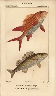 Holocentrus Prints: Squirrelfish, Holocentrus adscensionis