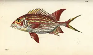 Squirrelfish, Holocentrus adscensionis