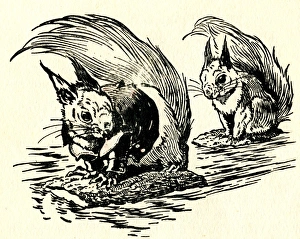 Images Dated 22nd March 2012: Two squirrels