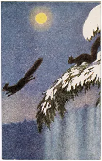 Images Dated 15th November 2019: SQUIRRELS AT NIGHT 1905