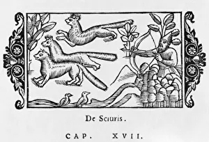 Squirrels Shot at 1555