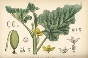 Cucumber Prints: Squirting cucumber, Ecballium elaterium