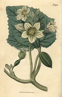 Squirting cucumber, Ecballium elaterium