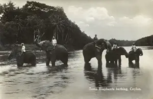 Keeper Prints: Sri Lanka - Elephants (with their Mahouts) bathing in river