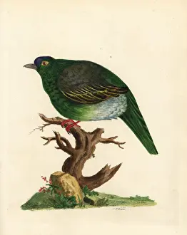 Loten Prints: Sri Lanka green pigeon, Treron pompadora