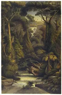Sri Lanka Jungle