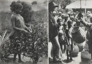 Picks Prints: Sri Lanka - Picking and weighing tea