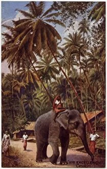 Sri Lanka - Working Elephant known as His Excellency