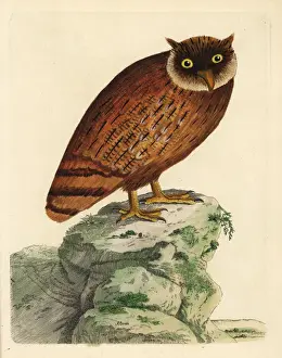 Loten Prints: Sri Lankan brown fish owl, Ketupa zeylonensis