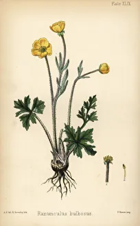 St. Anthony's turnip or bulbous buttercup St. Anthony's turnip or bulbous buttercup
