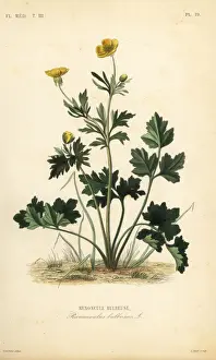 St. Anthonys turnip or bulbous buttercup