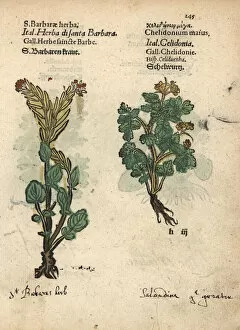 Majus Collection: St. Barbaras herb, Barbarea vulgaris
