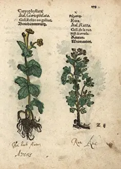 St. Benedicts Herb, Geum urbanum, and common