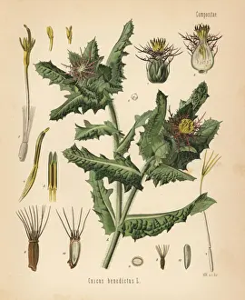 Blessed Prints: St. Benedicts thistle, Centaurea benedicta