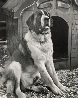 St. Bernard