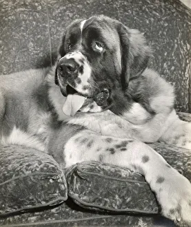 St. Bernard