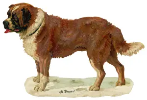 Bernard Prints: ST BERNARD