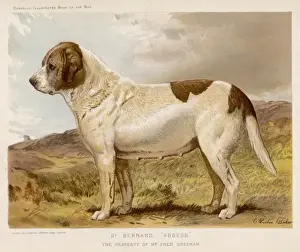 Smooth Prints: St Bernard (Barber)