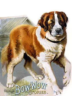 St Bernard on Book Cover