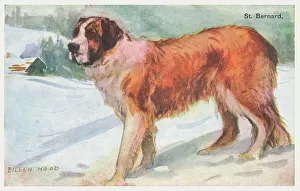 St Bernard Dog