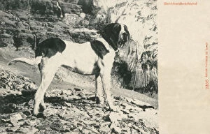 Faithful Collection: St Bernard dog - Switzerland