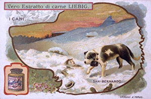 St Bernard Rescuing