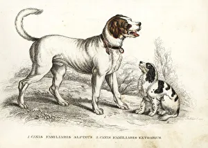Alpinus Gallery: St. Bernard and King Charles spaniel