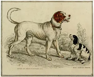 Bernard Prints: St Bernard & Kingcharles