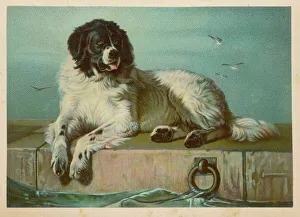 Landseer Collection: St Bernard (Landseer)