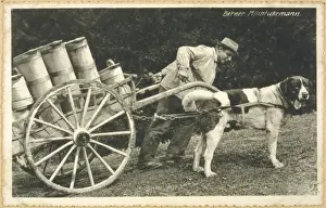 St Bernard and Milk Cart