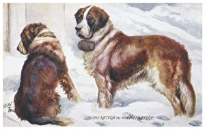St Bernard Rescuing