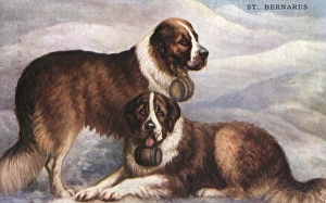 St Bernard Rescuing