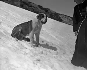 St. Bernard in the Snow