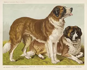 St Bernard (Vero Shaw)