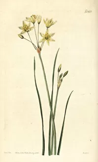 Bethlehem Gallery: St Bernards lily, Anthericum liliago