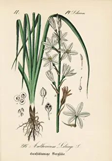 St Bernards lily, Anthericum liliago