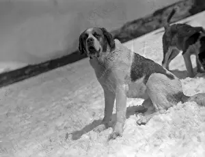 St. Bernards in the Snow