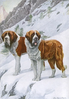 Hoping Gallery: Two St Bernards in Snow