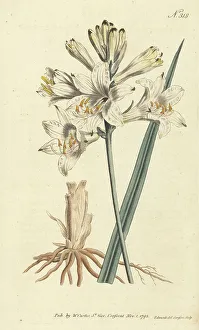 Sansom Prints: St. Bruno's lily, Paradisea liliastrum