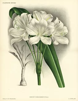 Pannemaeker Collection: St. Christopher lily, Crinum jagus