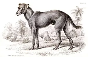 Domingo Prints: St Domingo Feral Dog