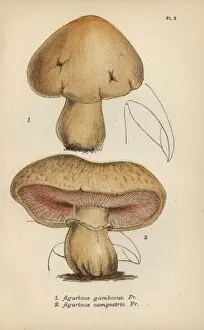 St Georges mushroom, Agaricus gambosus 1