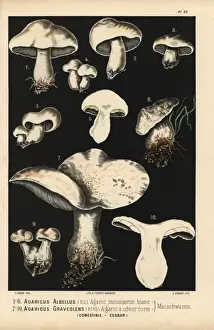 St Georges mushroom, Calocybe gambosa, Agaricus albellus