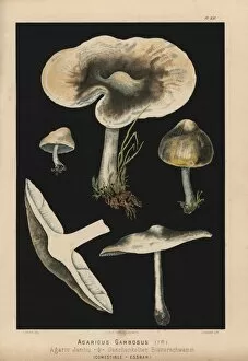 St Georges mushroom, Calocybe gambosa, Agaricus gambosus