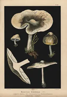 Agaricus Prints: St Georges mushroom, Calocybe gambosa, Agaricus gambosus
