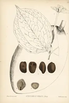 Ignatius Prints: St. Ignatius bean, Strychnos ignatii